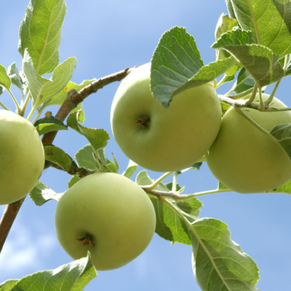 Granny Smith Apple