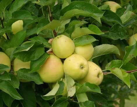 Golden Apple