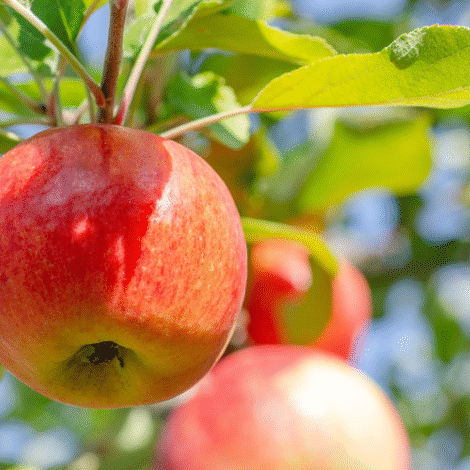 Jeromine Apple