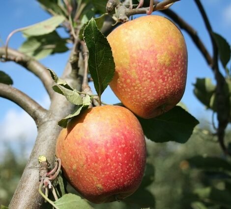 Adam Spur Apple