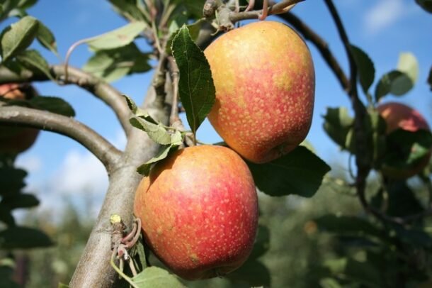 Adam Spur Apple