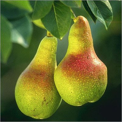 Tumba Pears